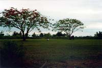 Open field near Sawini Beach on the island of Viti Levu 32K