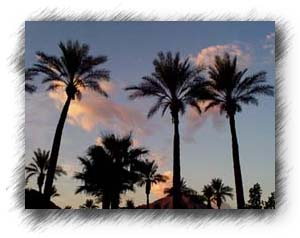 Looking at the evening sky through the palms.