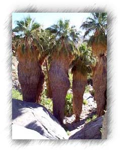 Palms with skirts