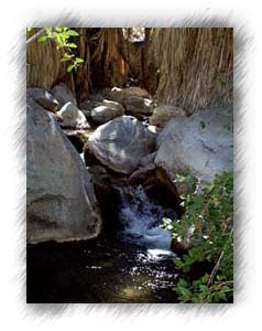 The stream in Andreas Canyon.