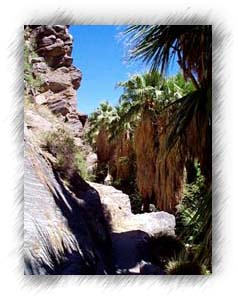 The palms and cliffs of the canyon.